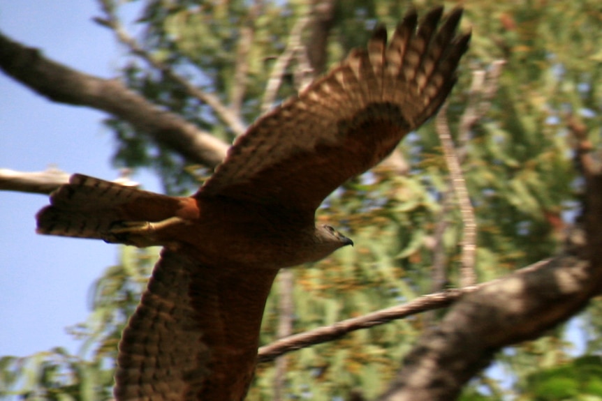 A Red Goshawk