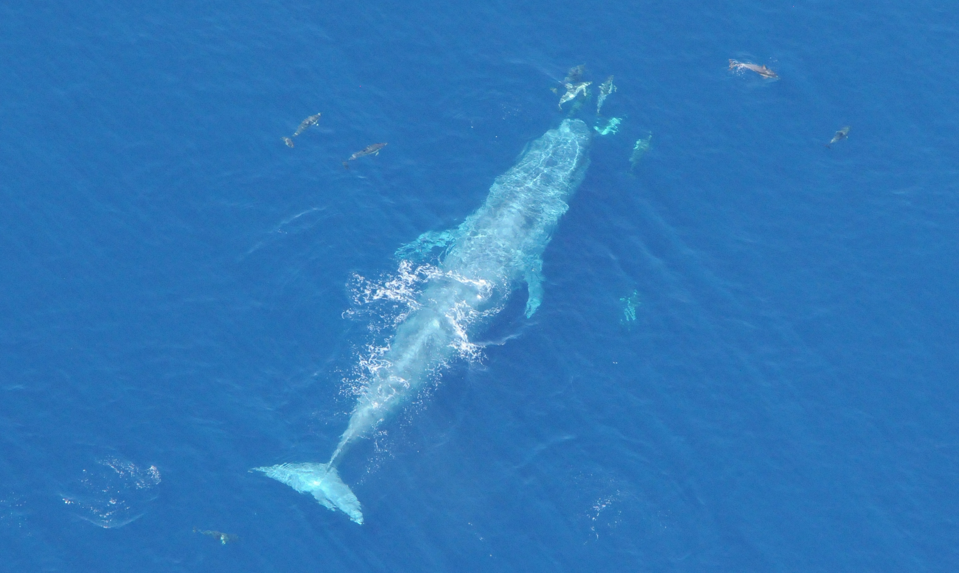 Fears blue whale decline signals changes in Bonney Upwelling ocean current