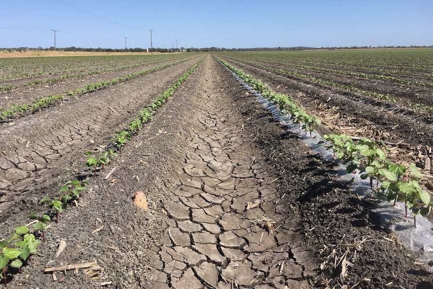 Rows of plants in a straight row