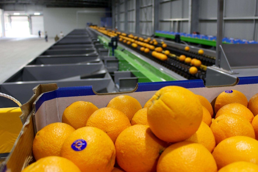 Moora Citrus oranges in a mega citrus pack shed in Bindoon