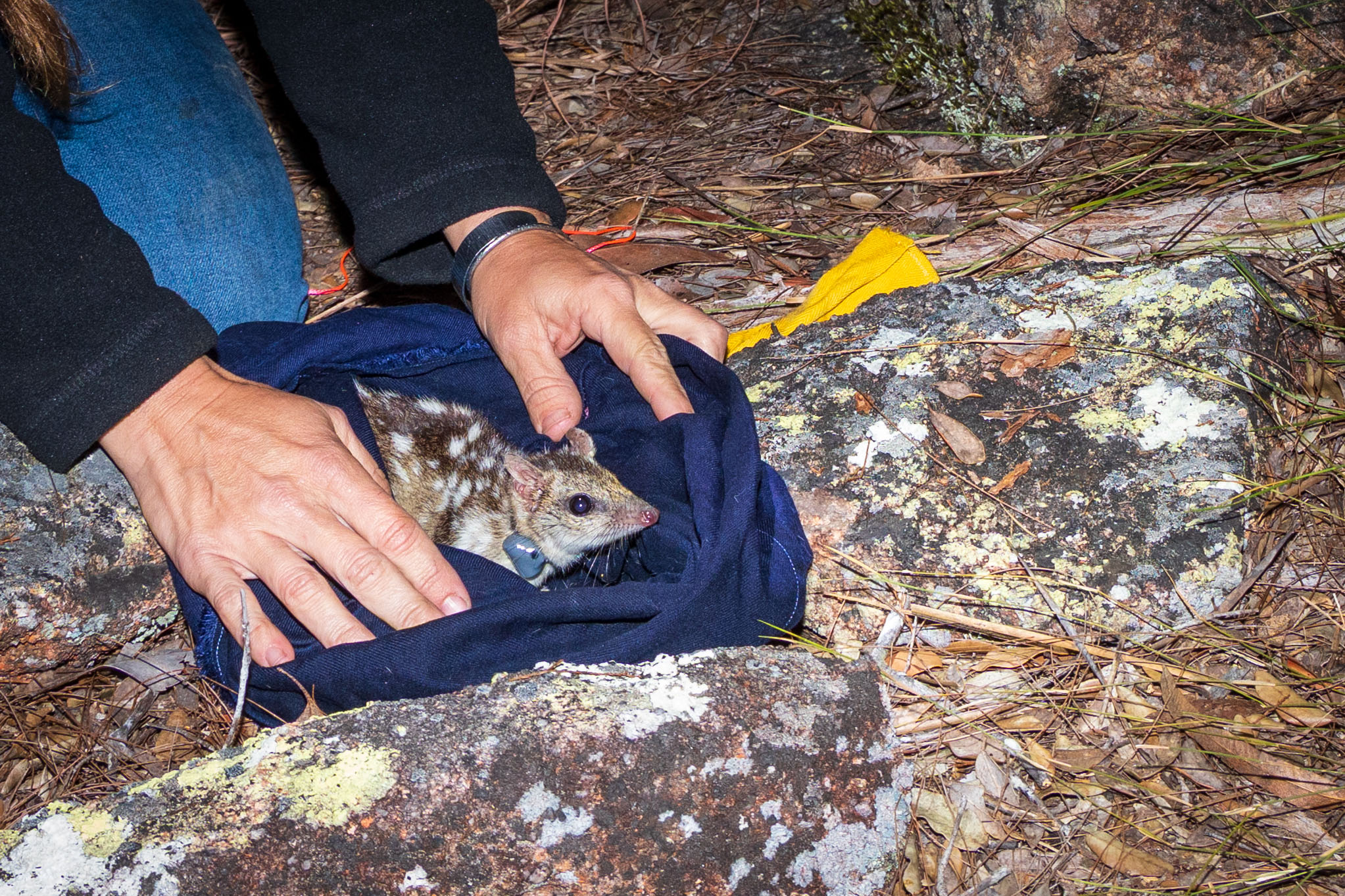 Quoll in a bag held open by human hands,pre release
