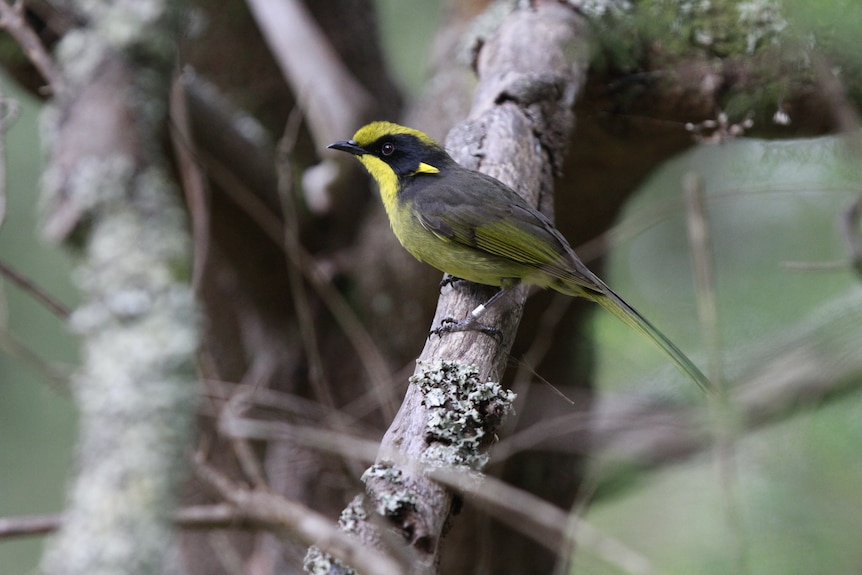 Photo of a bird with yellow and black feathers.