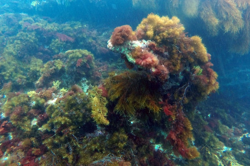 Flying Cloud anchor