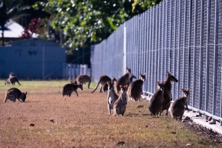 A group of wallabies gather by a fence on a sports field
