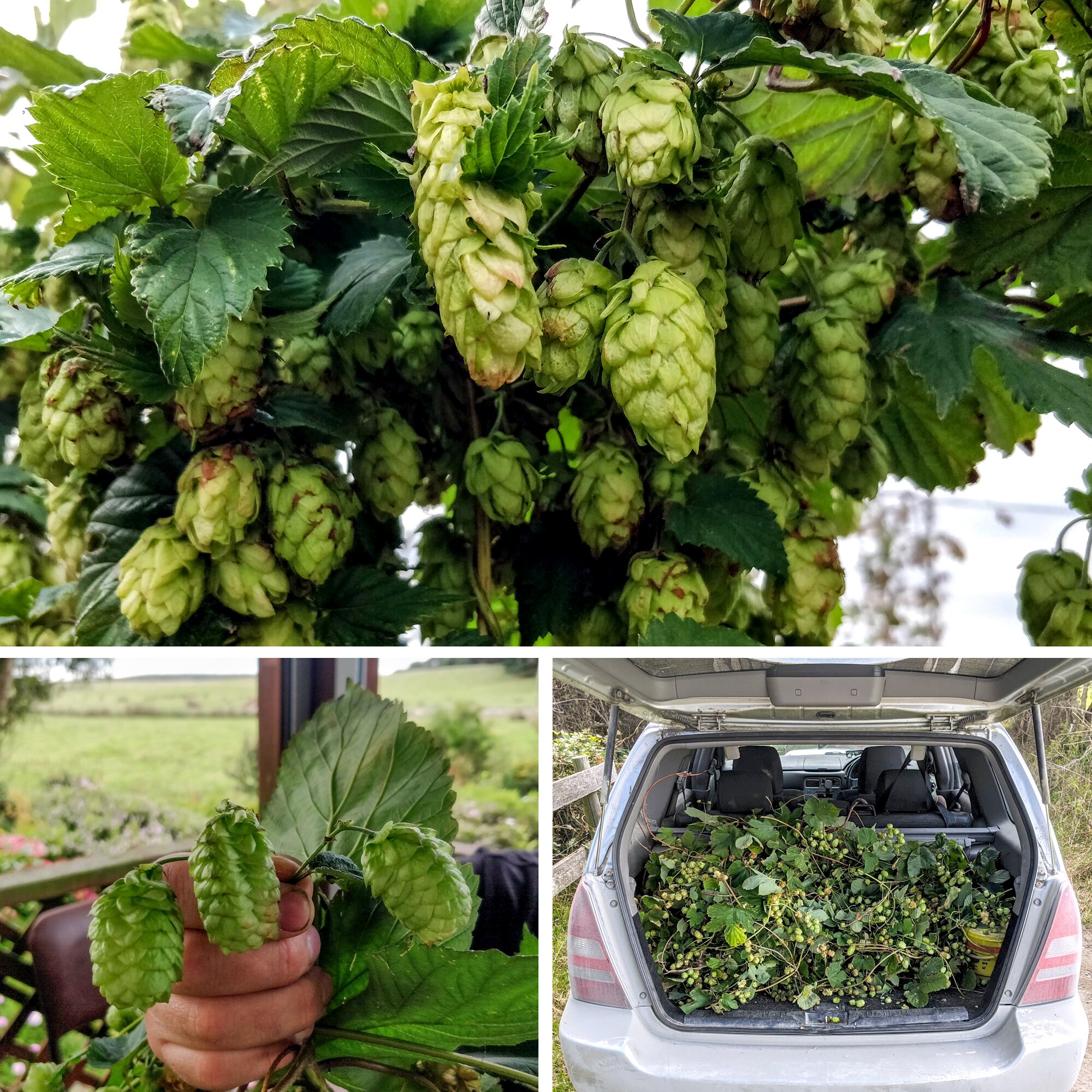 Three photos of green hop flowers, some close up, others are stuffed in a car boot