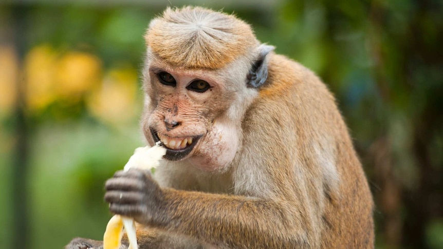 Learn English: 7 monkey idioms used in English - ABC Education