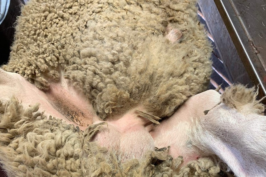 A close up of a ram's testicles.