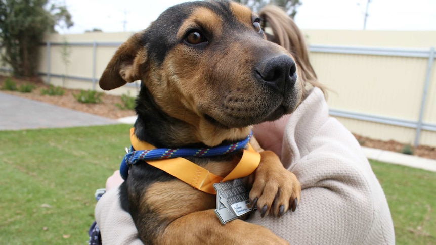 A tan and black dog looking over the shoulder of a woman holding it.