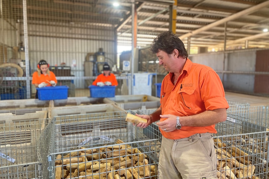 A man holding and looking at a sanded back sandalwood log