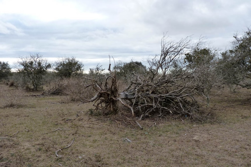 Citrus trees killed by Huanglongbing or citrus greening in Florida, USA.