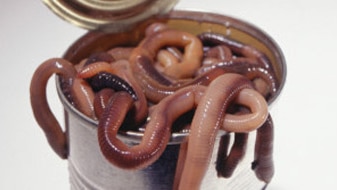 File photo: Can of worms (Getty Creative Images)