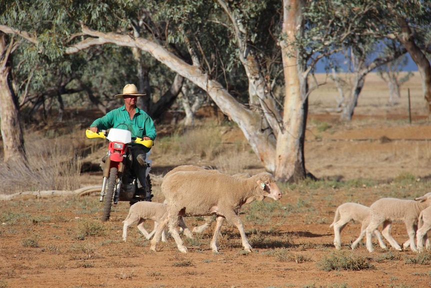 Will Roberts herds sheep on his Victoria Downs property near Morven, Queensland.