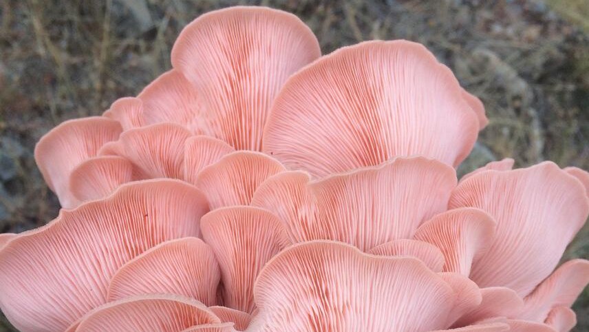 Pale pink mushrooms in a cluster like petals