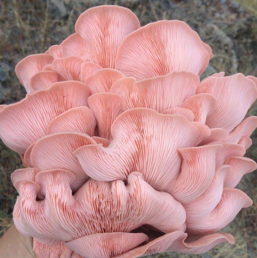 A pearl pink cluster of leaf-life mushrooms