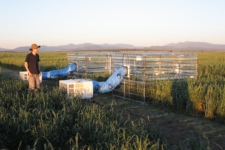 Researchers stands in a field of wheat with clear boxes sitting over some of the wheat.