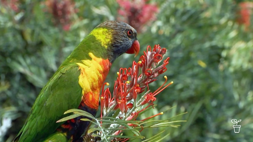 Brightly coloured parrot sitting on top of a red flower