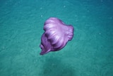 Purple sea cucumber floats on the sea floor