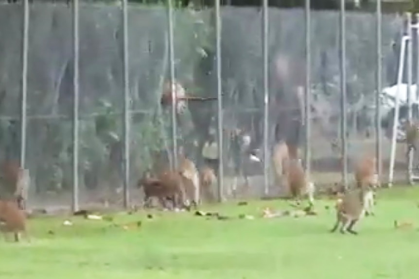 Wallabies inside a fenced enclosure