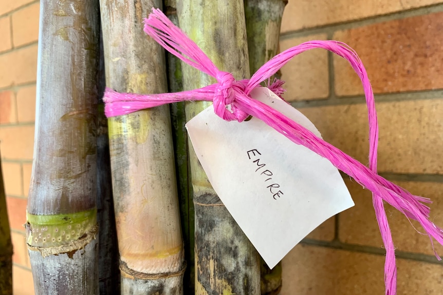 A bundle of cane stalks with Empire written on a tag.