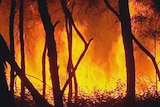 The fires have burnt 550,000 hectares in north-east Victoria.