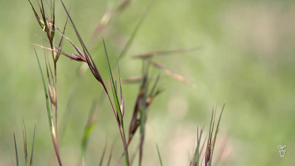 Kangaroo Grass
