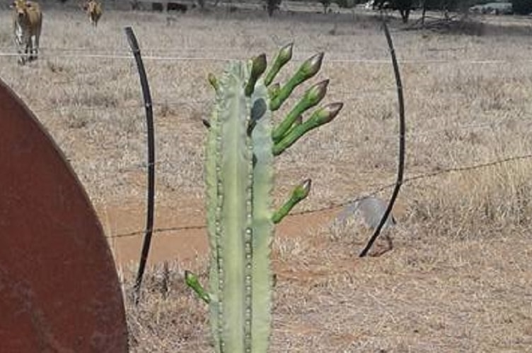 Cactus has 8 buds coming up and cows walk up to fence in background
