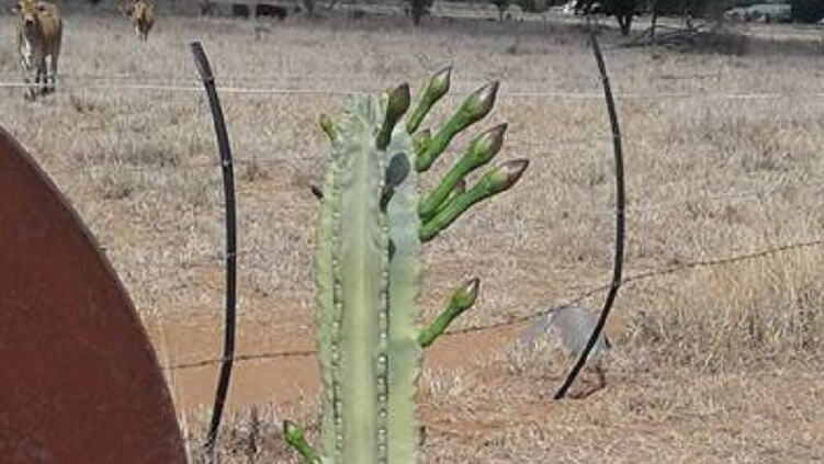 Cactus has 8 buds coming up and cows walk up to fence in background