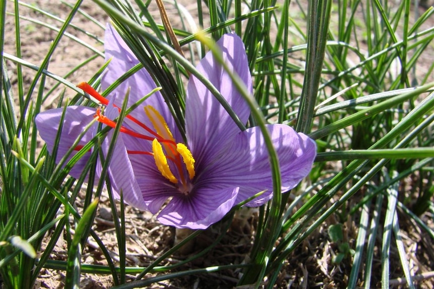 saffron flower growing in ground