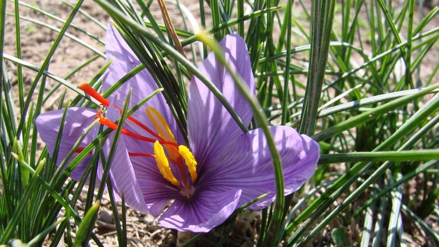 Saffron flowers in the paddock