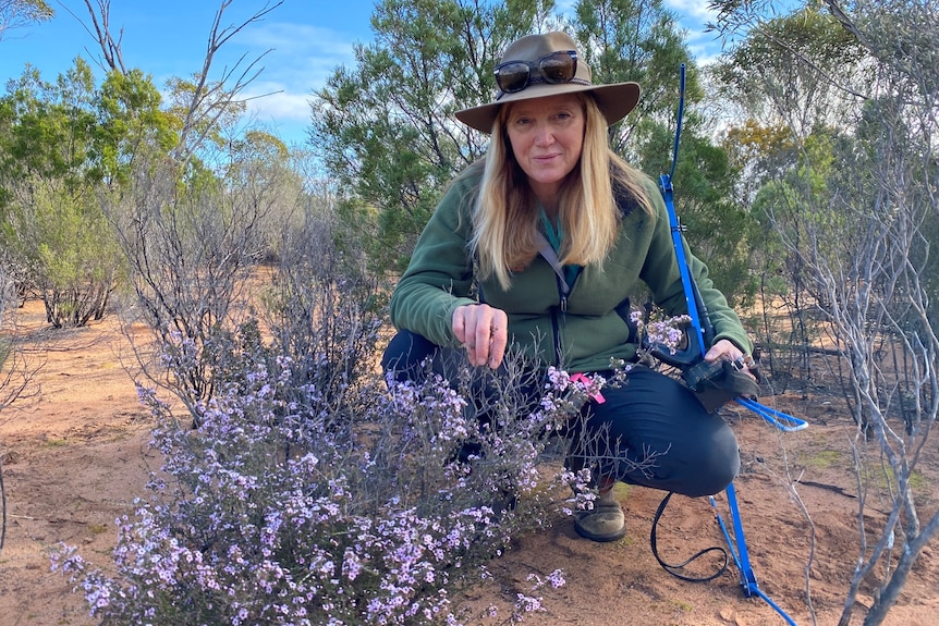 Woman crouched down in front of purple-flowering plant in bush, holding a blue aerial for tracker