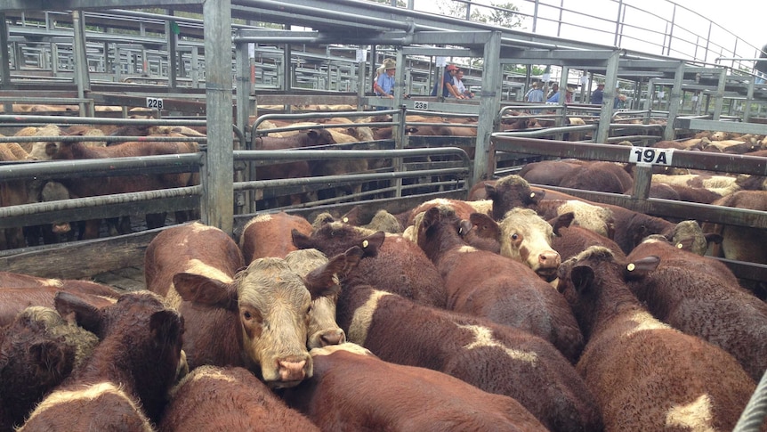 Weaner cattle at Casino markets 2014