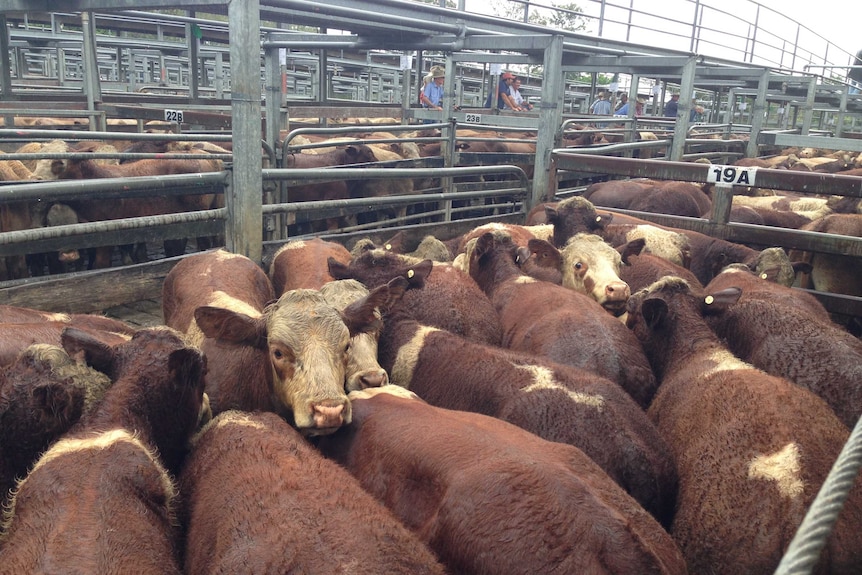 Weaner cattle at Casino markets 2014