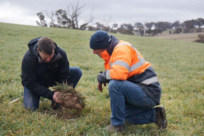 Two men touch some grass.