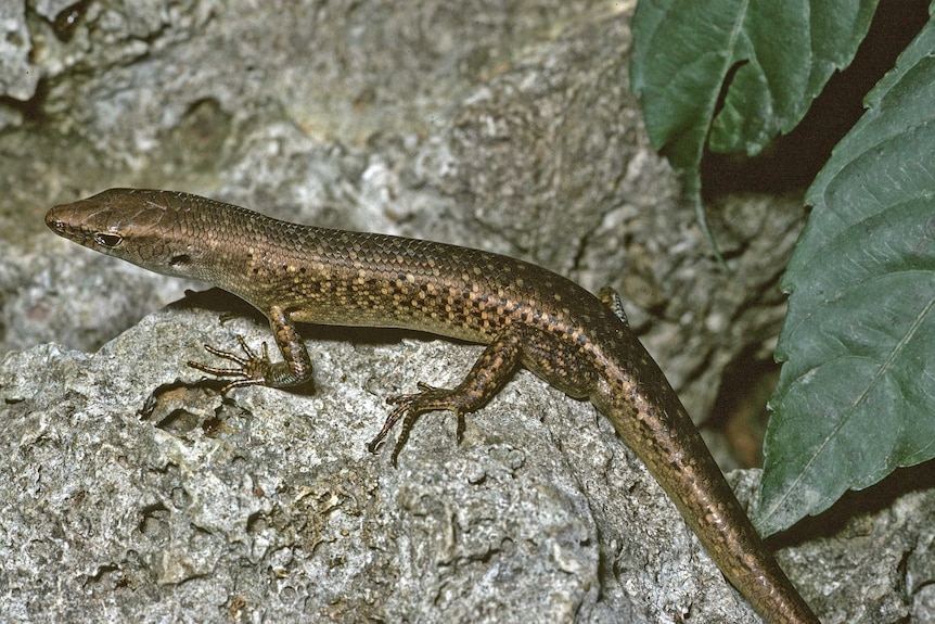 The Christmas Island skink, emoia nativitatis, which is now extinct.