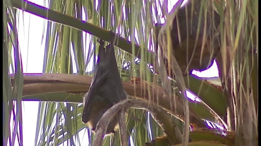 Flying foxes moved on with loud noise