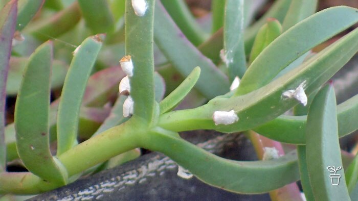 FAQS  Chinotto | Scale ID | Removing flowerheads - Gardening Australia