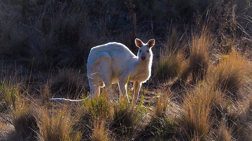 A white kangaroo haloed by sun in bushland.