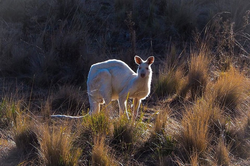 A white kangaroo haloed by sun in bushland.