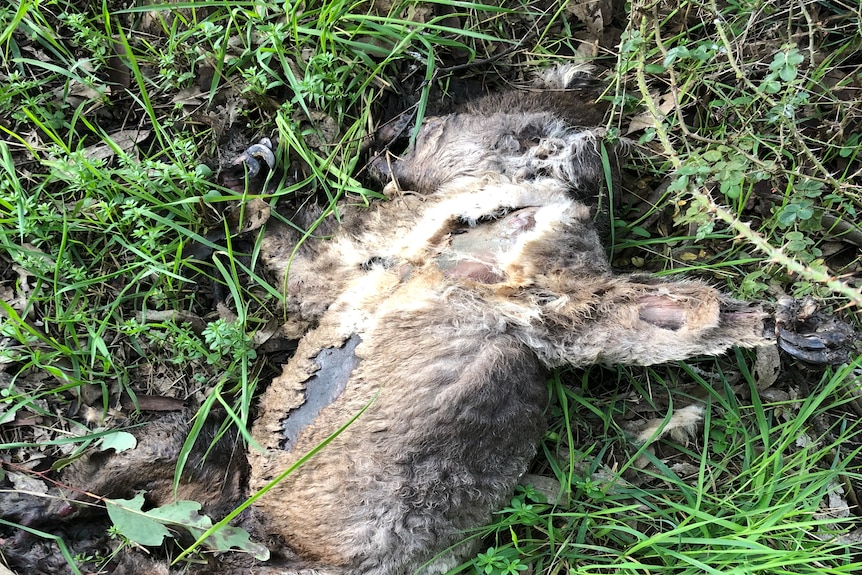 A dead koala lying in some grass.