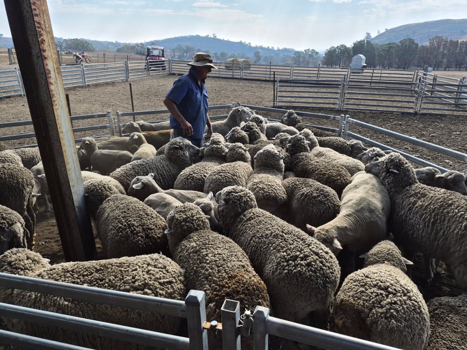 Farmers estimate $20m in livestock killed in Victorian fires
