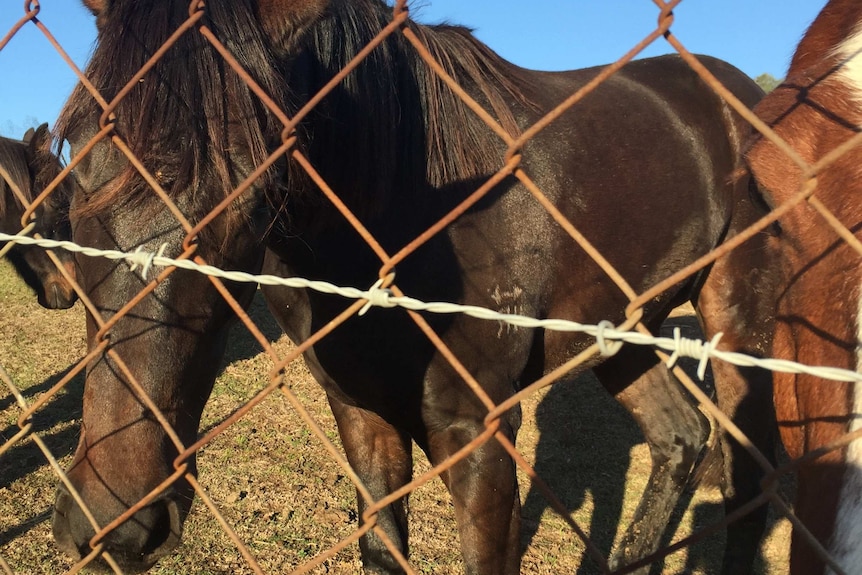 A horse on the other side of a chain-link fence and barbed wire.