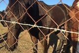 A horse on the other side of a chain-link fence and barbed wire.