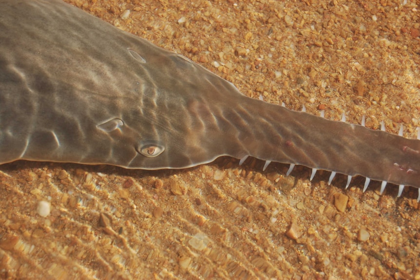A close-up of a freshwater sawfish in Western Australia's Fitzroy River.