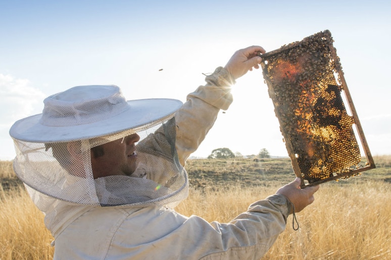 A man in a beekeeper's suit holds a honeycomb up to inspect it, while bees swirl around it