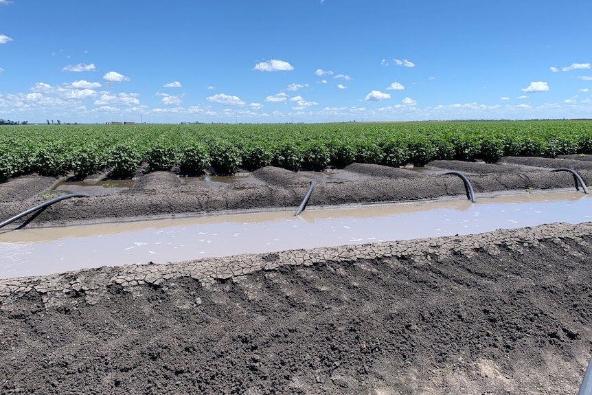 Image of a crop with black hoses coming out and water.
