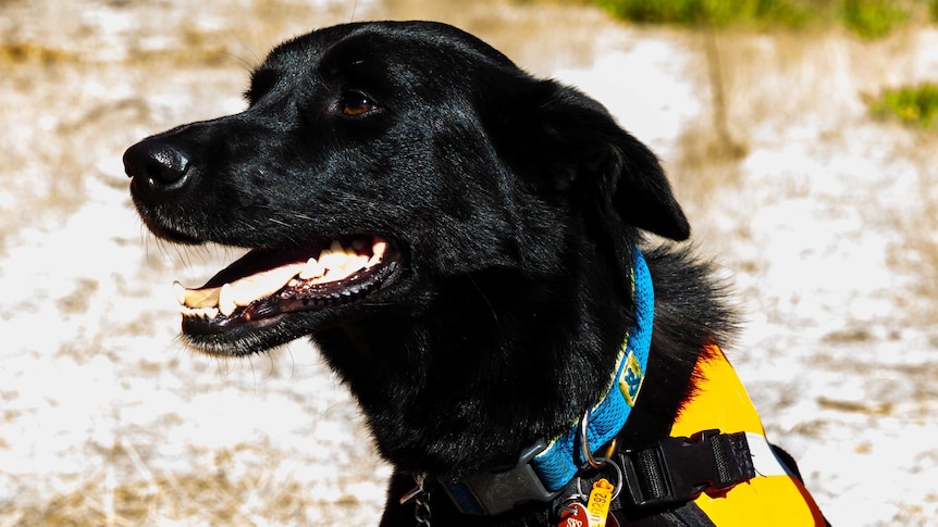 Samwise is one of the newest SES area search dogs.