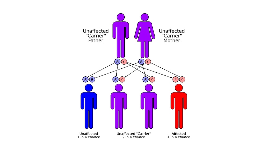 Diagram showing probability of unaffected carriers transmitting the cystic fibrosis gene to children