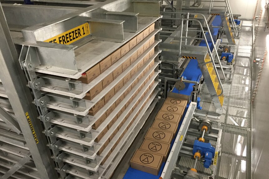 Layers in the plate freezer with boxes of mat and a conveyor belt below.