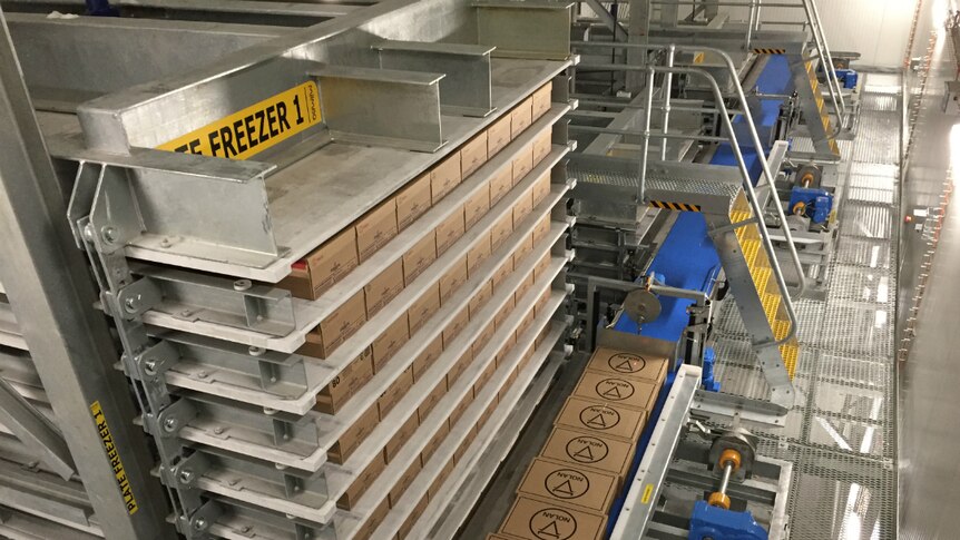 Layers in the plate freezer with boxes of mat and a conveyor belt below.