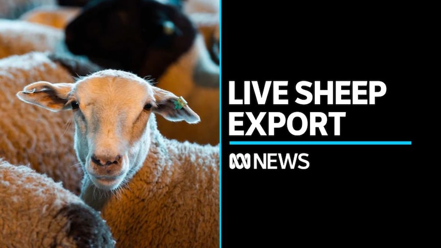 An independent panel is set to advise the federal government about how and when to shut down the export of live sheep from Australia.